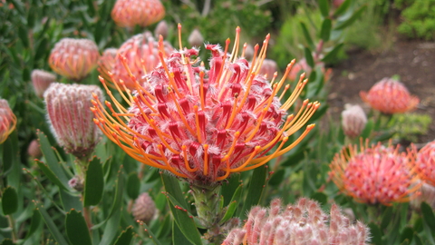 a picture of a red and orange african flower