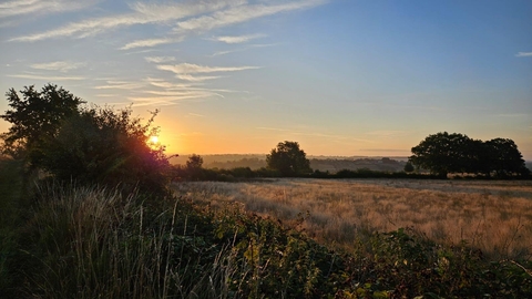 A view of common farm at sunrise
