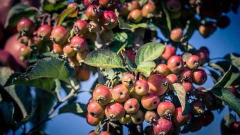 Crab apple tree