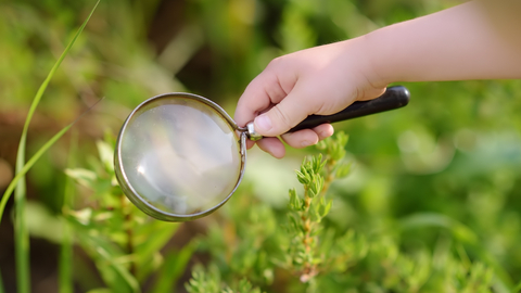 Plants viewed through a magnifying glass