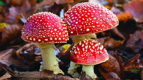 three mushrooms in a bed of leaves