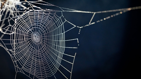 Spiders web
