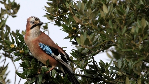 a jay sat in a tree