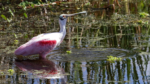 a spoonbill in a florida waterway
