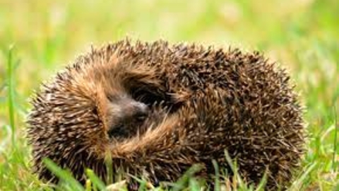 Hedgehog in a ball