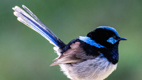 a fairy wren perched on a post