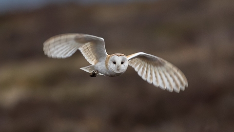 Barn owl flying over peak district