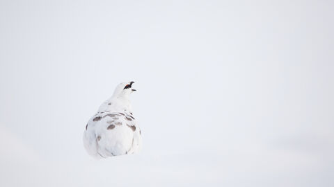 White ptarmigan with brown spots, sitting on a snowbank, opening its beak as if calling out, against a bright white background.