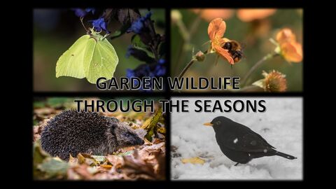 A collage depicting garden wildlife through the seasons, with a Brimstone butterfly on blue flowers, a bee on an orange flower, a hedgehog amongst autumn leaves, and a blackbird in the snow.