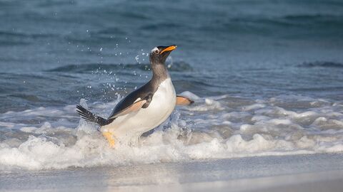 Gentoo penguin emerges from ocean waves onto a sandy beach, mid-stride with its orange beak raised and water splashing around its yellow feet.
