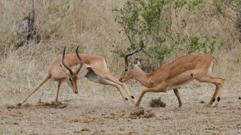 Two male impala locked in combat, kicking up dirt, with curved horns, in a dry, grassy African landscape with sparse vegetation.