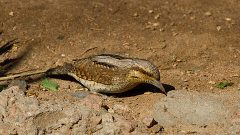 A wryneck bird, with mottled brown and cream plumage, hunched low on the ground, its long, thin beak touching the sand and small rocks. The bird's belly is white, and it is positioned amongst sandy soil and a few small leaves.