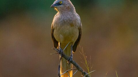 A brown bird with a yellow eye perches on a thorny branch, set against a blurred background of green and brown hues.