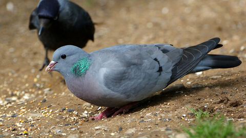 A wood pigeon with iridescent green neck feathers, pink breast, and red feet, standing on a ground of seeds and soil, with a blurred black jackdaw in the background.