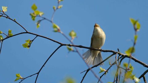 Willow warbler singing in birch tree.