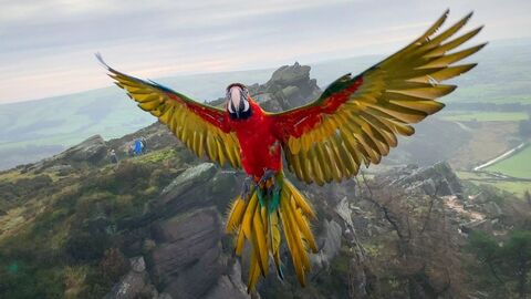 A vibrant red and yellow macaw flies towards the camera, wings fully outstretched, against a mountainous landscape with a few people visible in the distance.