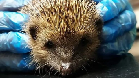 Close-up of a small hedgehog held gently within two hands wearing blue medical gloves, positioned on a dark, reflective surface. The hedgehog has brown and beige quills, small dark eyes, and a visible nose.