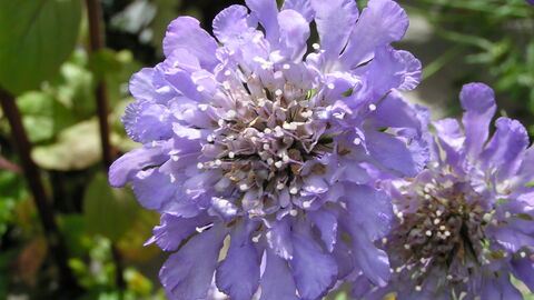Close-up of a Scabiosa flower, with pale lavender petals surrounding a dense central cluster of brown and white. Another similar flower is partially visible to the right. Green foliage and stems provide a blurred backdrop.