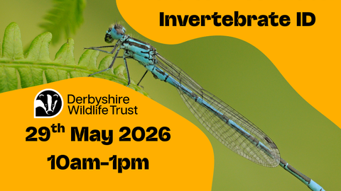 Intro to Freshwater Invertebrate ID Poster