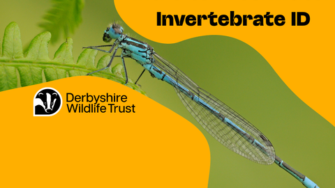 Intro to Freshwater Invertebrate ID 