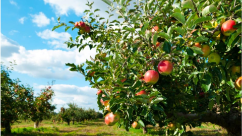 Image of an apple tree in an orchard