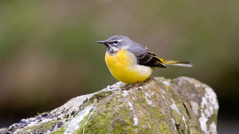 A grey wagtail bird perched on a rock.