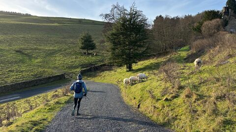 Image of a runner in the wild peak, with sheep in the field