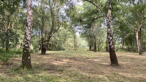Image of a forest