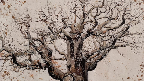 Diane Green Major Oak