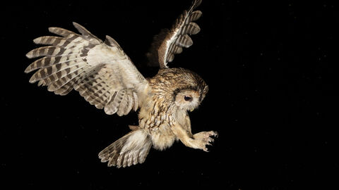 Guy Bedham Owl Photograph