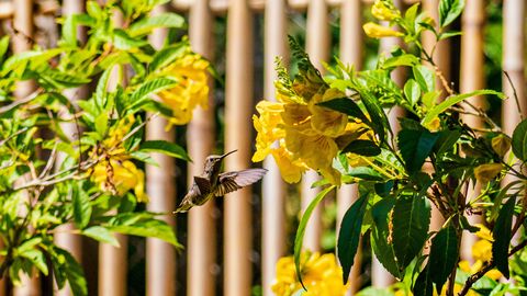 A hummingbird hovers in front of bright yellow flowers and green foliage, with a blurred bamboo fence in the background.