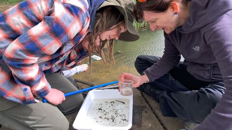 Pond Dipping