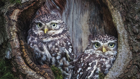 Michelle Jackson photography - two owls in a tree