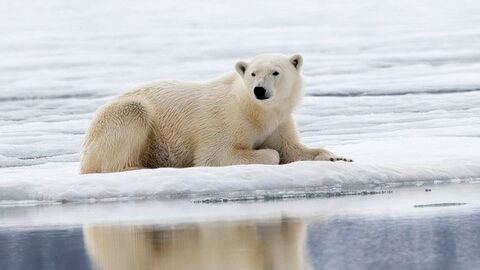 A polar bear rests on a melting ice floe with its reflection visible in the calm blue water below.