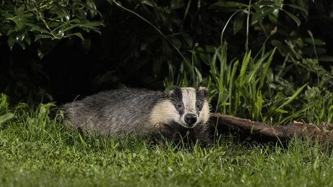 A badger with distinctive black and white facial markings lies low in green grass near a dark, leafy bush and a fallen log.