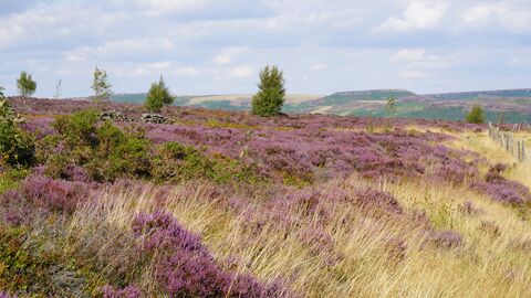 A vast expanse of purple heather blooms across a rolling hillside, interspersed with dry golden grasses and scattered green bushes. In the background, a low stone wall and a few small trees dot the landscape, leading to distant hills under a partly cloudy sky.
