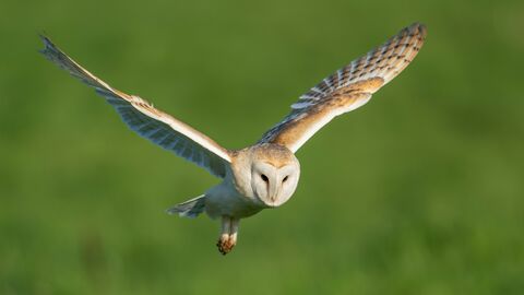 A barn owl with its wings outstretched is captured mid-flight against a blurred green background.