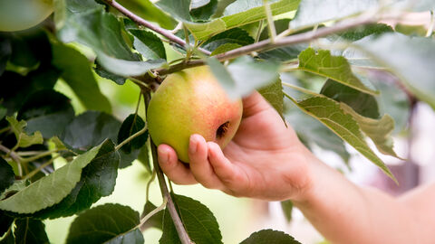 Image of someone picking an apple from a tree