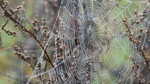 Cobweb around a brown bush