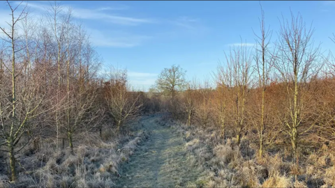Trees on a frosty winters day