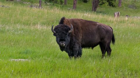 A dark brown bison with curved horns stands in a lush green meadow with pine trees in the background.