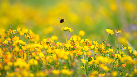 Bee in yellow wildflowers