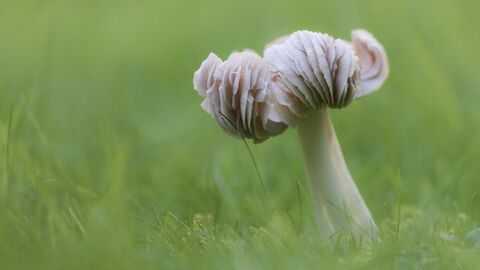Pink waxcap