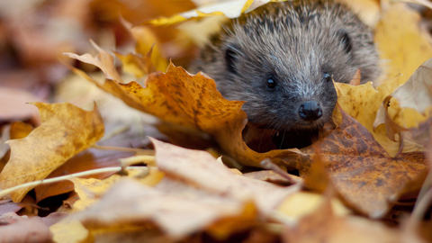 Hedgehog
