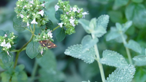 Mint moth on wild marjoram