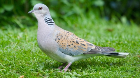 Turtle dove by Gary Huston