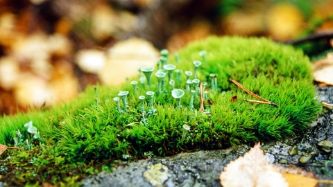 Lichen and moss by Zsuzsanna Bird
