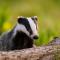 Badger, Elliott Neep 