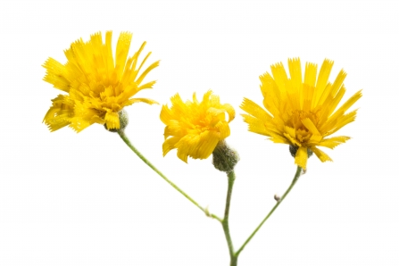 Leek-coloured Hawkweed - ©Peak District National Park, photographer Alex Hyde