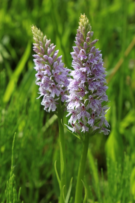 Common spotted orchid, Derbyshire Wildlife Trust